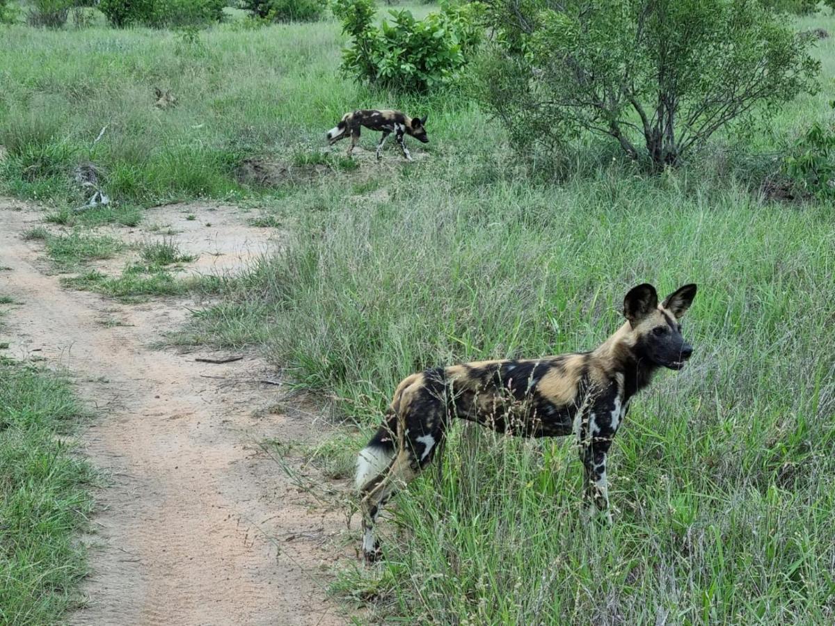 The Wild Olive Tree Camp Welverdiend (Mpumalanga) Exterior foto