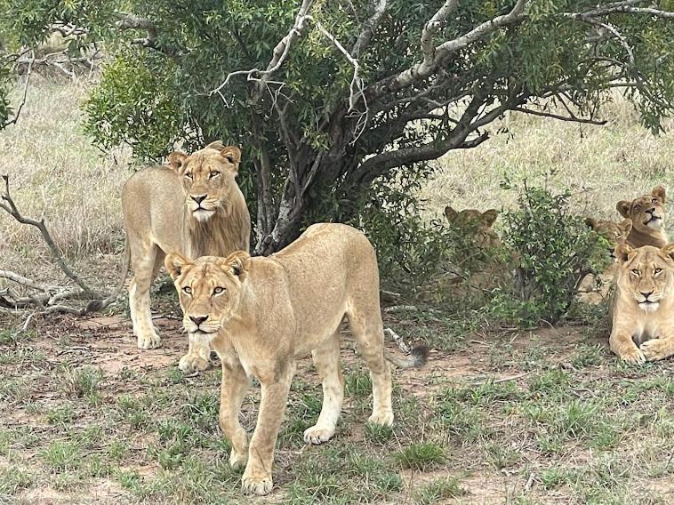 The Wild Olive Tree Camp Welverdiend (Mpumalanga) Exterior foto